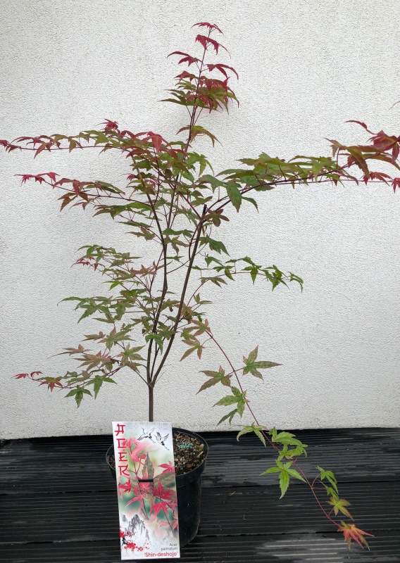 Acer palmatum shin-deshojo