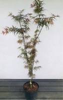 klon palmowy Scolopendrifolium Atropurpureum