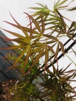 klon palmowy Scolopendrifolium Atropurpureum