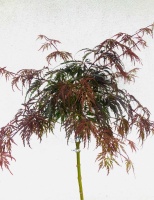 klon palmowy tamukeyama