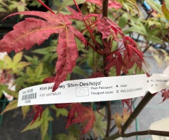 Acer palmatum shin-deshojo