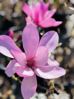 magnolia betty