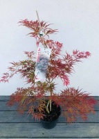 Acer palmatum Ornatum