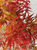 Acer palmatum Ornatum