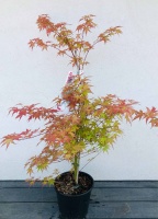 Acer palmatum Phoenix